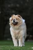 CHOW CHOW 657
